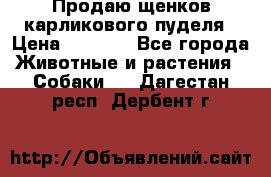 Продаю щенков карликового пуделя › Цена ­ 2 000 - Все города Животные и растения » Собаки   . Дагестан респ.,Дербент г.